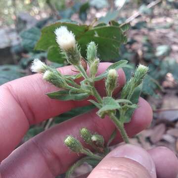 Archibaccharis auriculata (Hemsl.) G. L. Nesom resmi