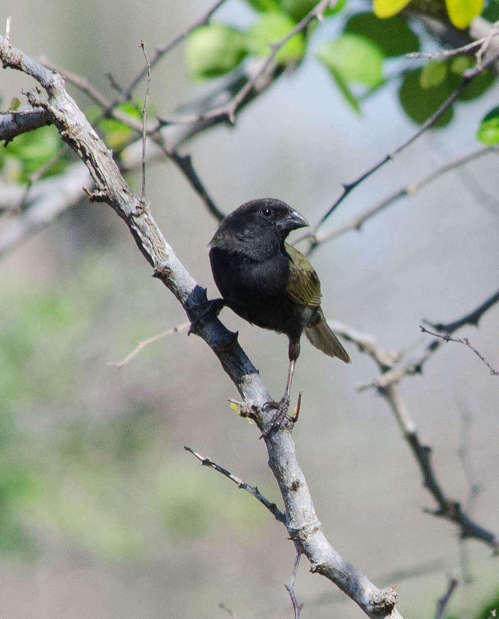 Imagem de Melanospiza bicolor (Linnaeus 1766)