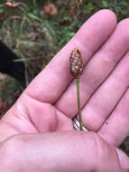 Image of Twisted yellow-eyed grass