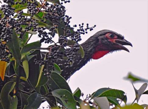 Image of Red-faced Guan