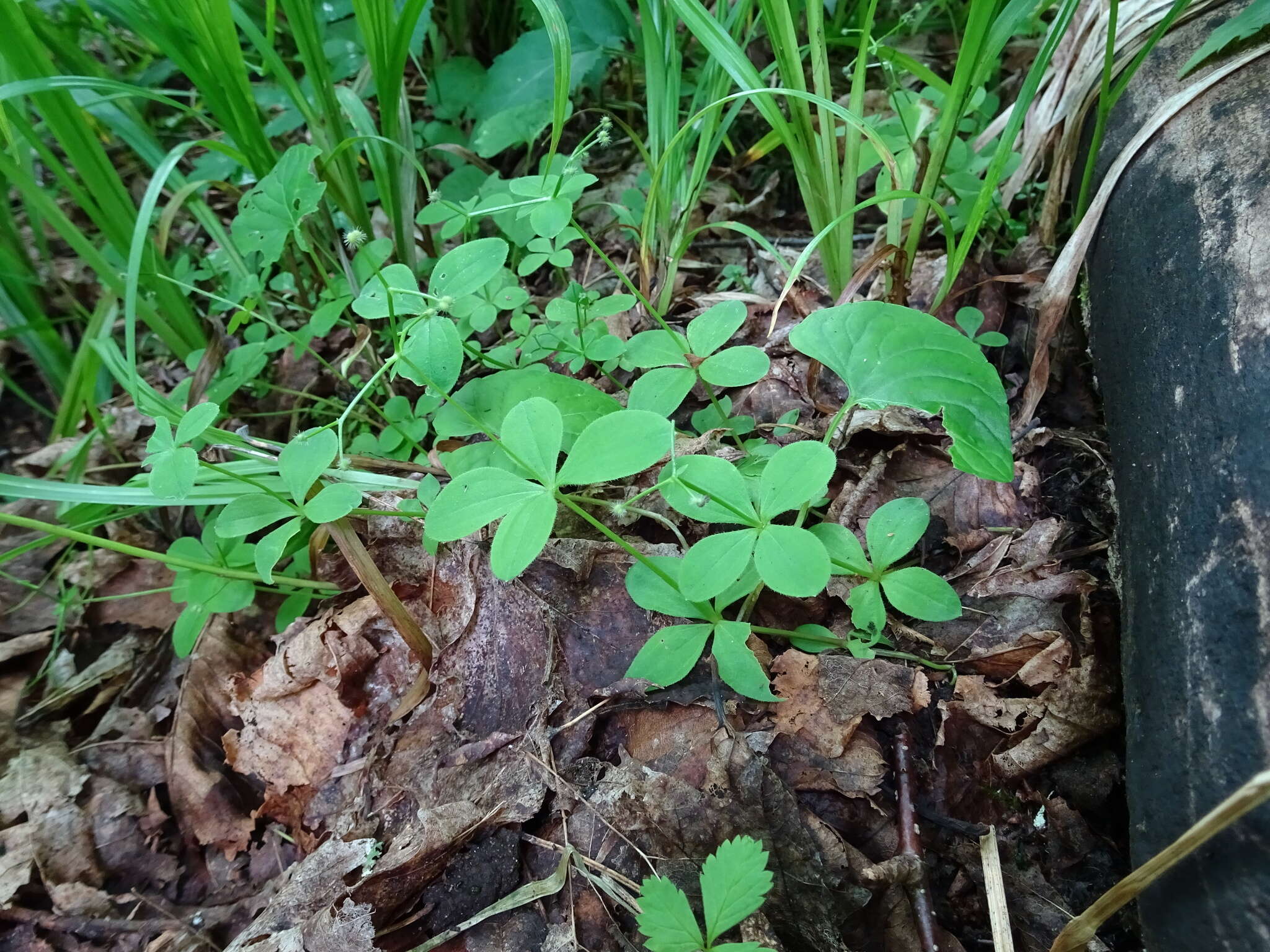 Plancia ëd Galium kamtschaticum Steller ex Schult. & Schult. fil.