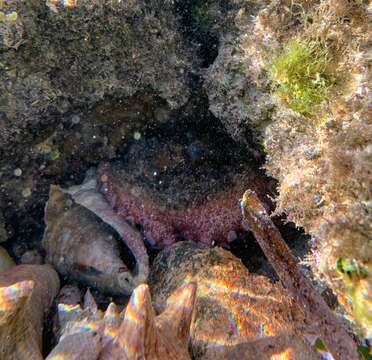 Image of Brazil reef octopus