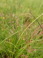 Imagem de Agrostis rupestris All.