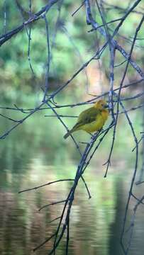 Image of Taveta Golden Weaver