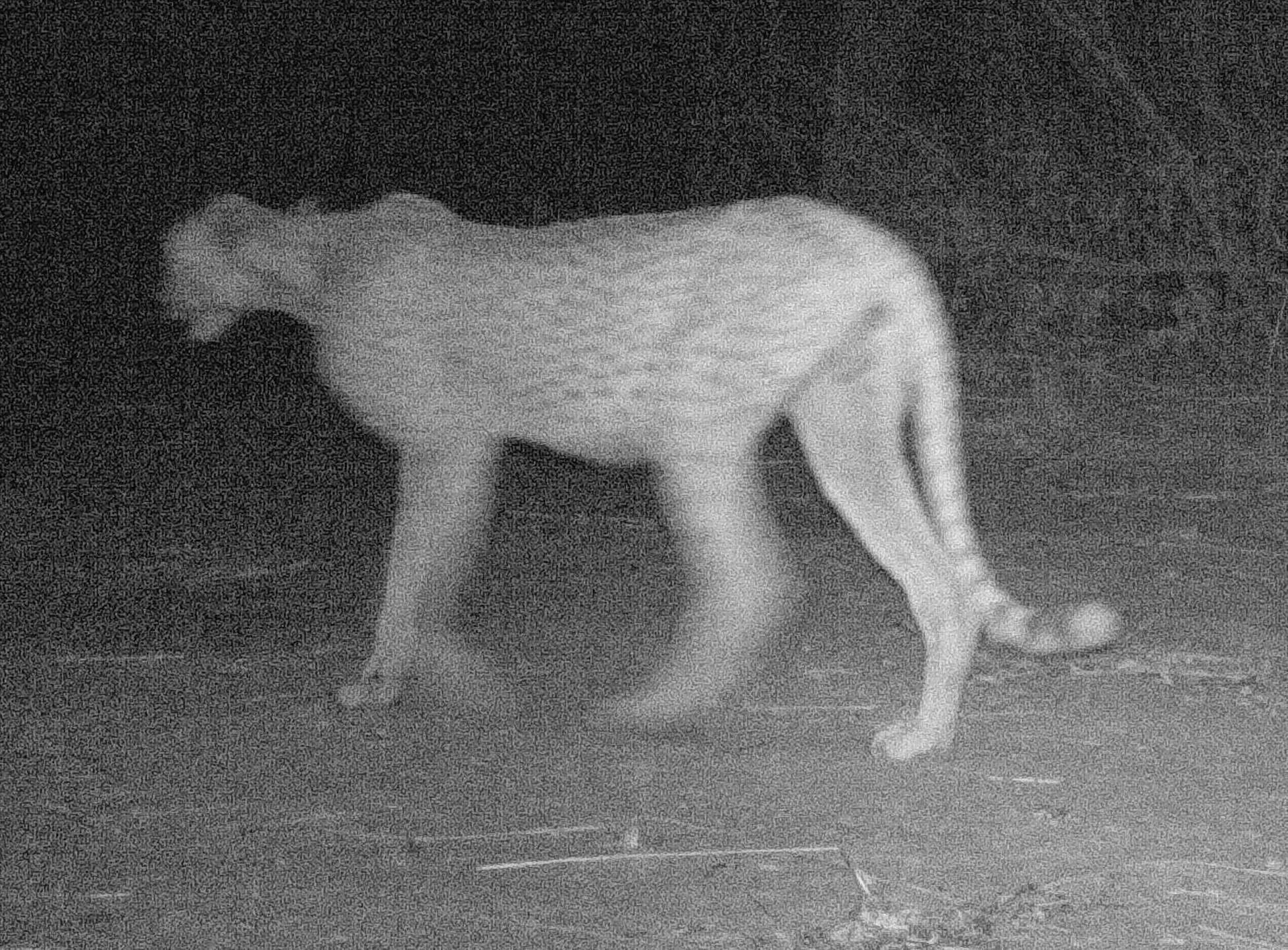 Image of Northwest African Cheetah