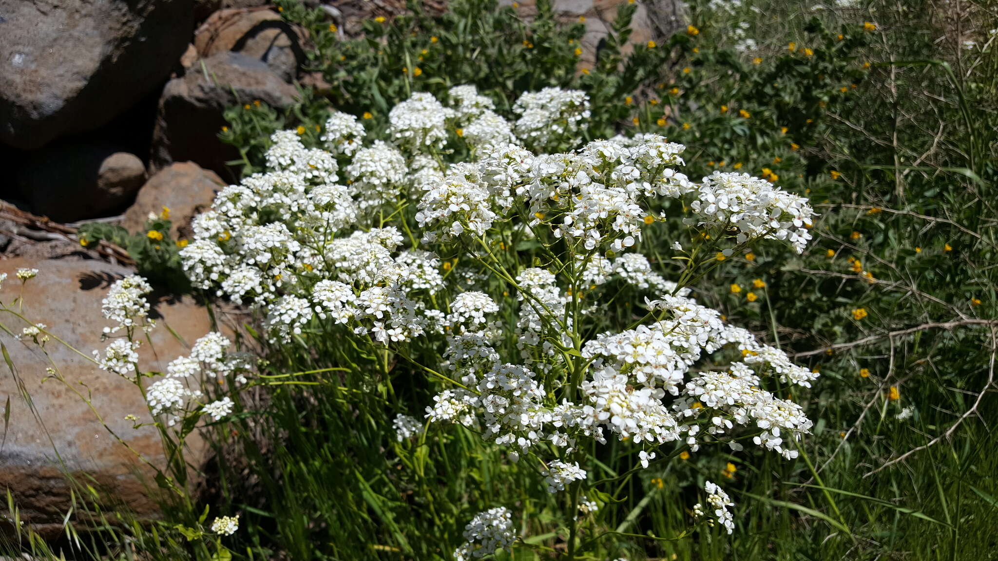 Imagem de Peltaria angustifolia DC.