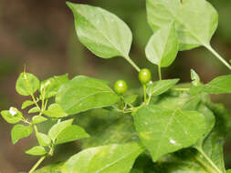 Image of cayenne pepper