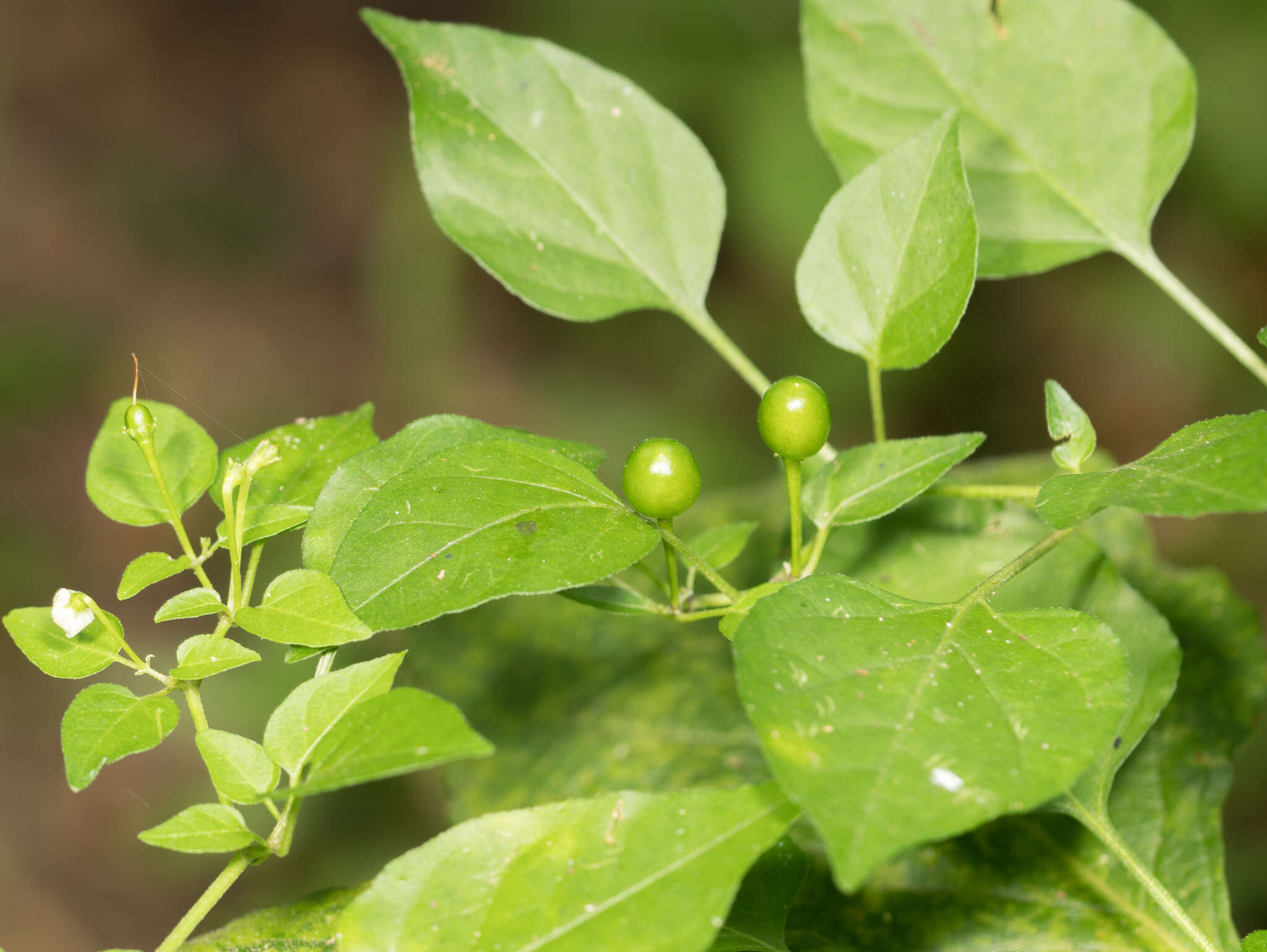 Image of cayenne pepper