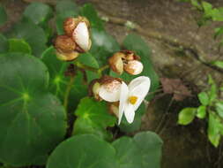 Слика од <i>Begonia ciliatifolia</i> Funez & J. C. Jaramillo