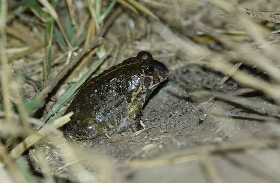 Image of Pyxicephalus angusticeps Parry 1982