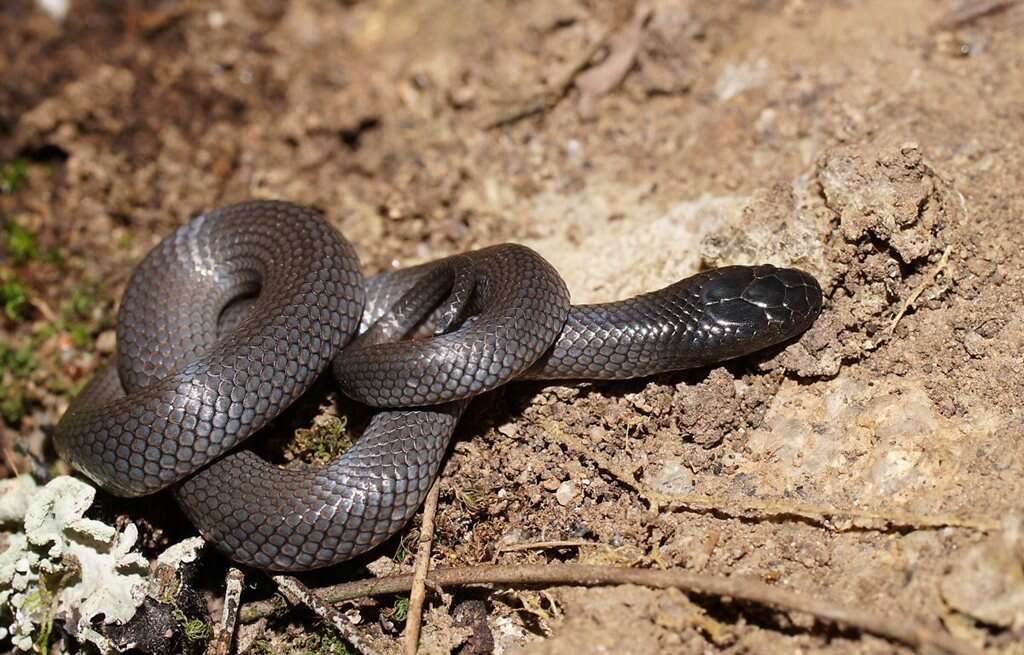 Image of Small-eyed Snakes