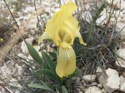 Image of Iris schachtii Markgr.