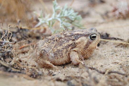 Imagem de Breviceps namaquensis Power 1926