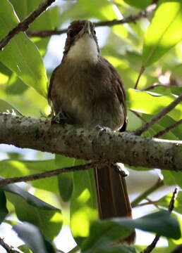 Image of Phyllastrephus terrestris terrestris Swainson 1837