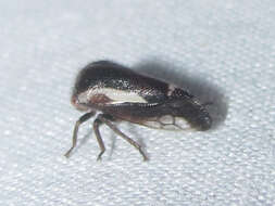 Image of Ophiderma flavicephala Goding