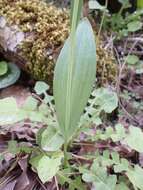 Image of Fritillaria sibthorpiana (Sm.) Baker