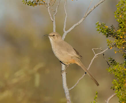 Image of Le Conte's Thrasher