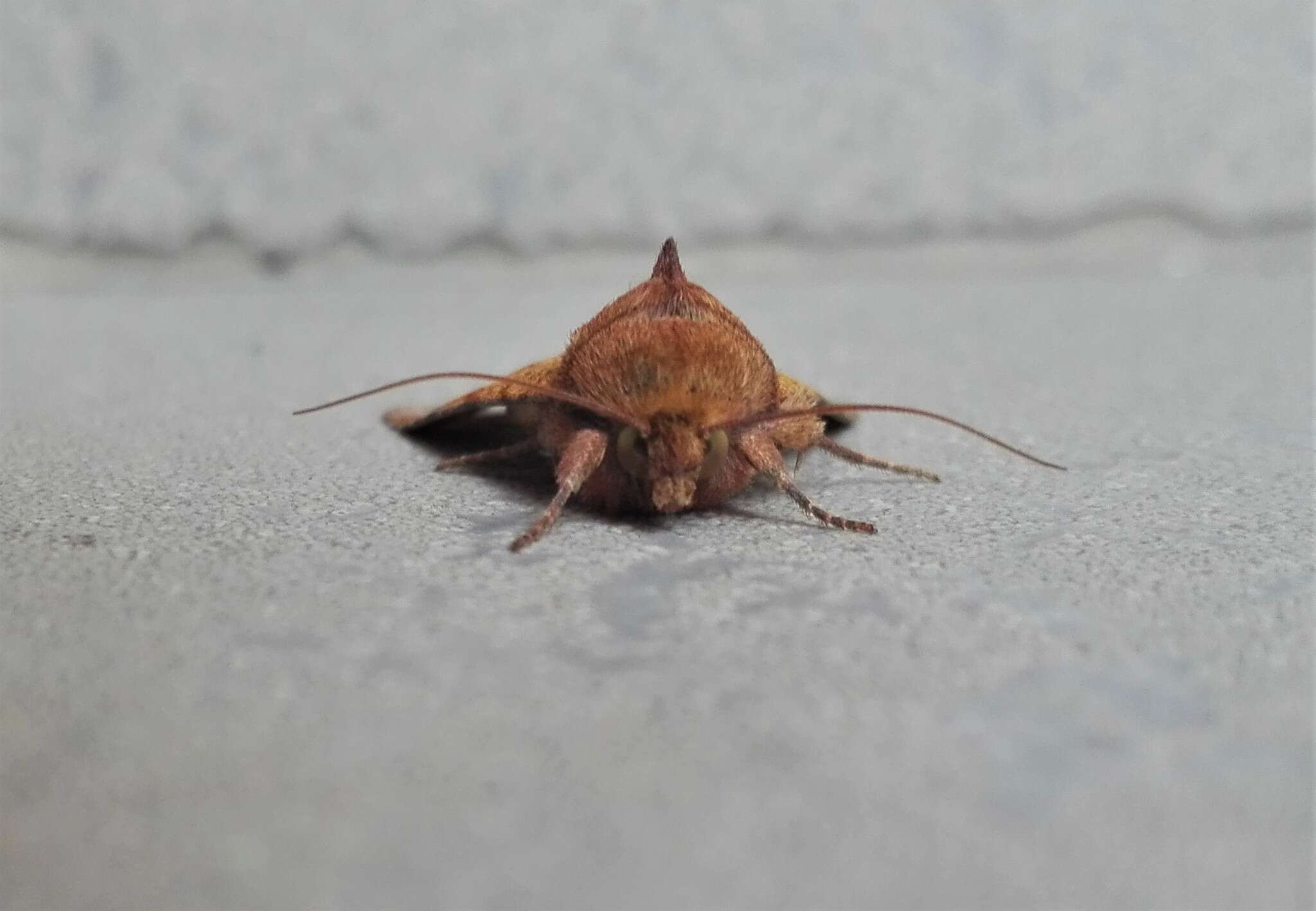 Image of bordered sallow