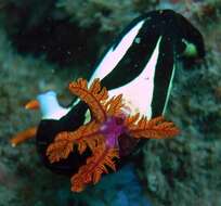 Image of Nembrotha purpureolineata O'Donoghue 1924