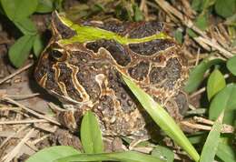 Imagem de Ceratophrys calcarata Boulenger 1890