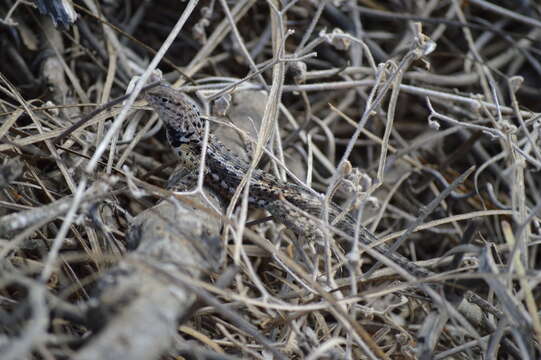 Plancia ëd Microlophus grayii (Bell 1843)