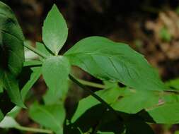 Image of thinleaf mountainmint