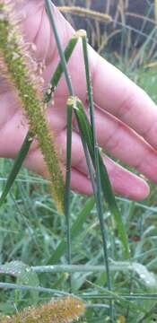 Image of Common bristle grass