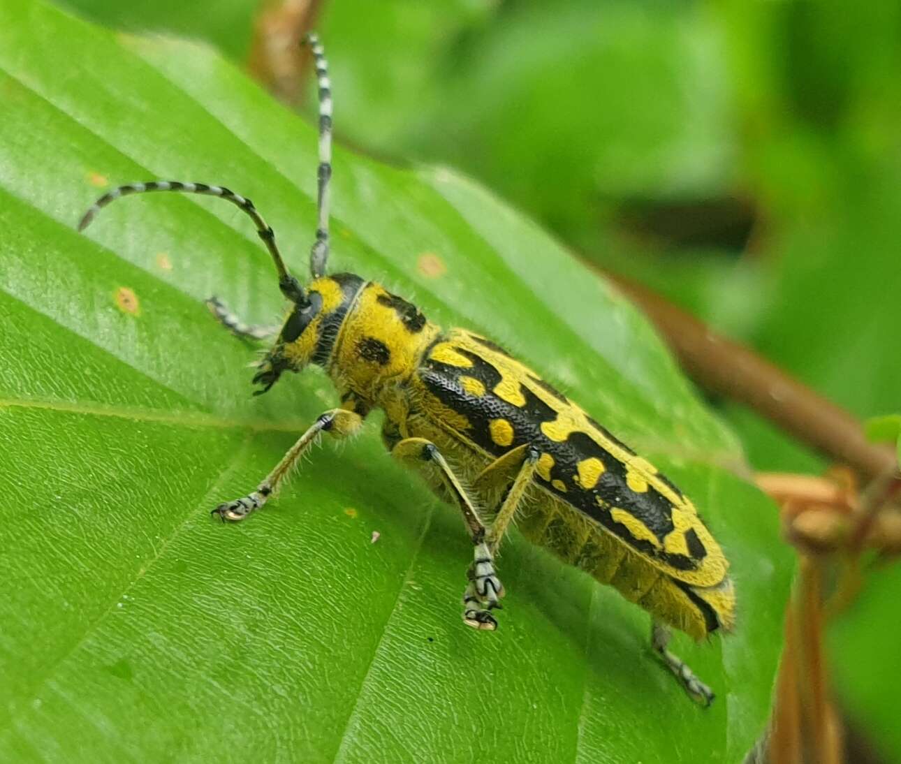 Saperda (Lopezcolonia) scalaris (Linné 1758) resmi