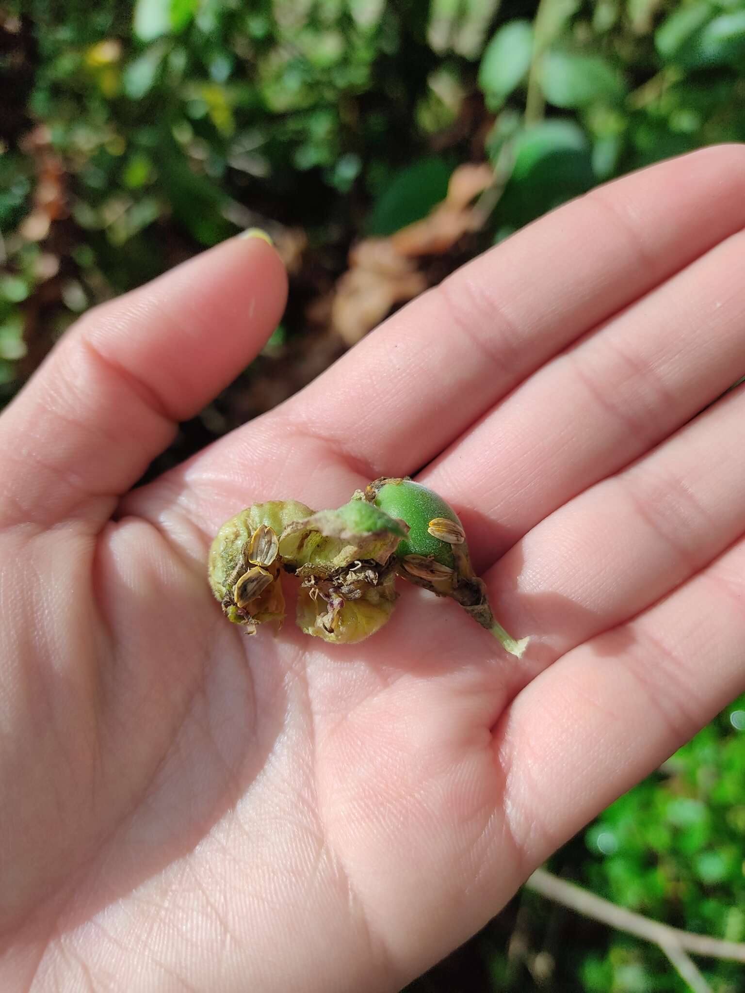 Passiflora adenopoda resmi