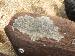 Image of an encrusting bryozoan