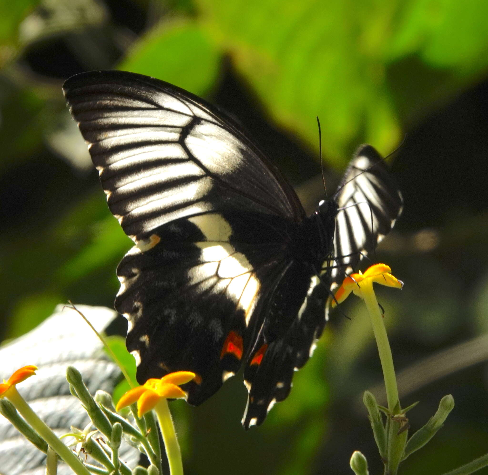 Image of Papilio gambrisius Cramer (1777)