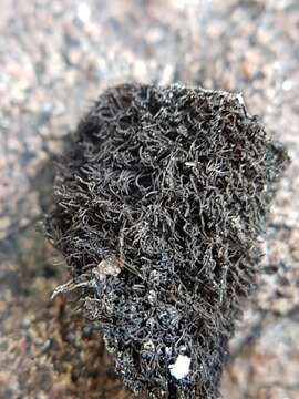 Image of navel lichen