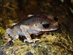 Image of Leptobrachium tagbanorum Brown, Siler, Diesmos & Alcala 2010