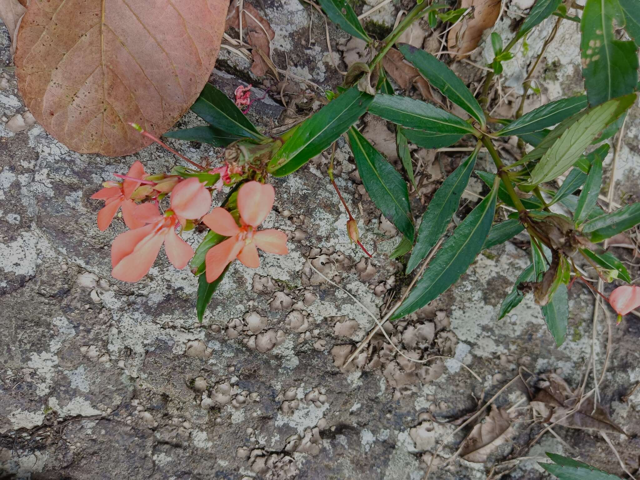 Image of Impatiens verticillata Wight