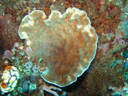 Image of porcelain coral
