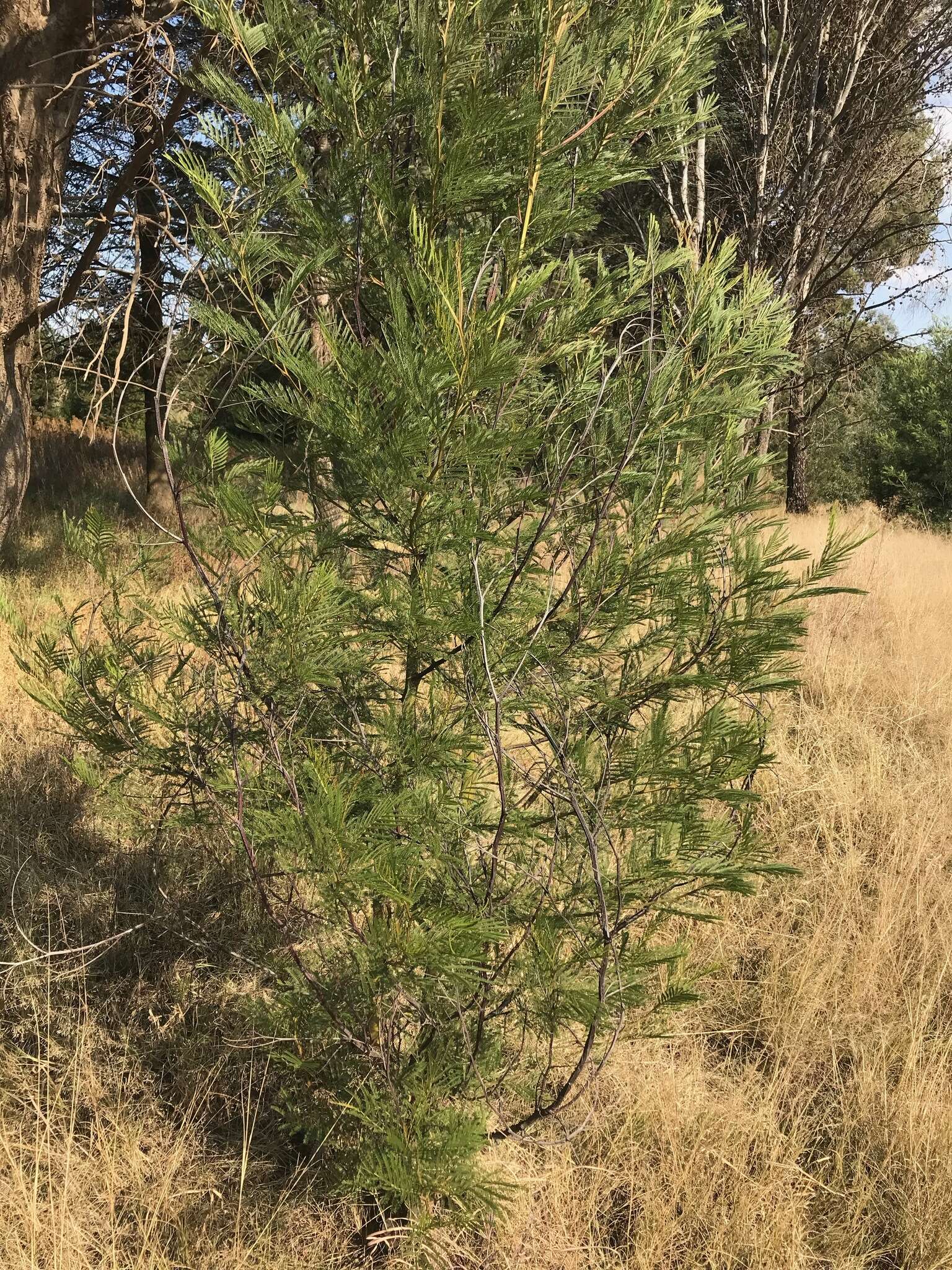 Image of green wattle