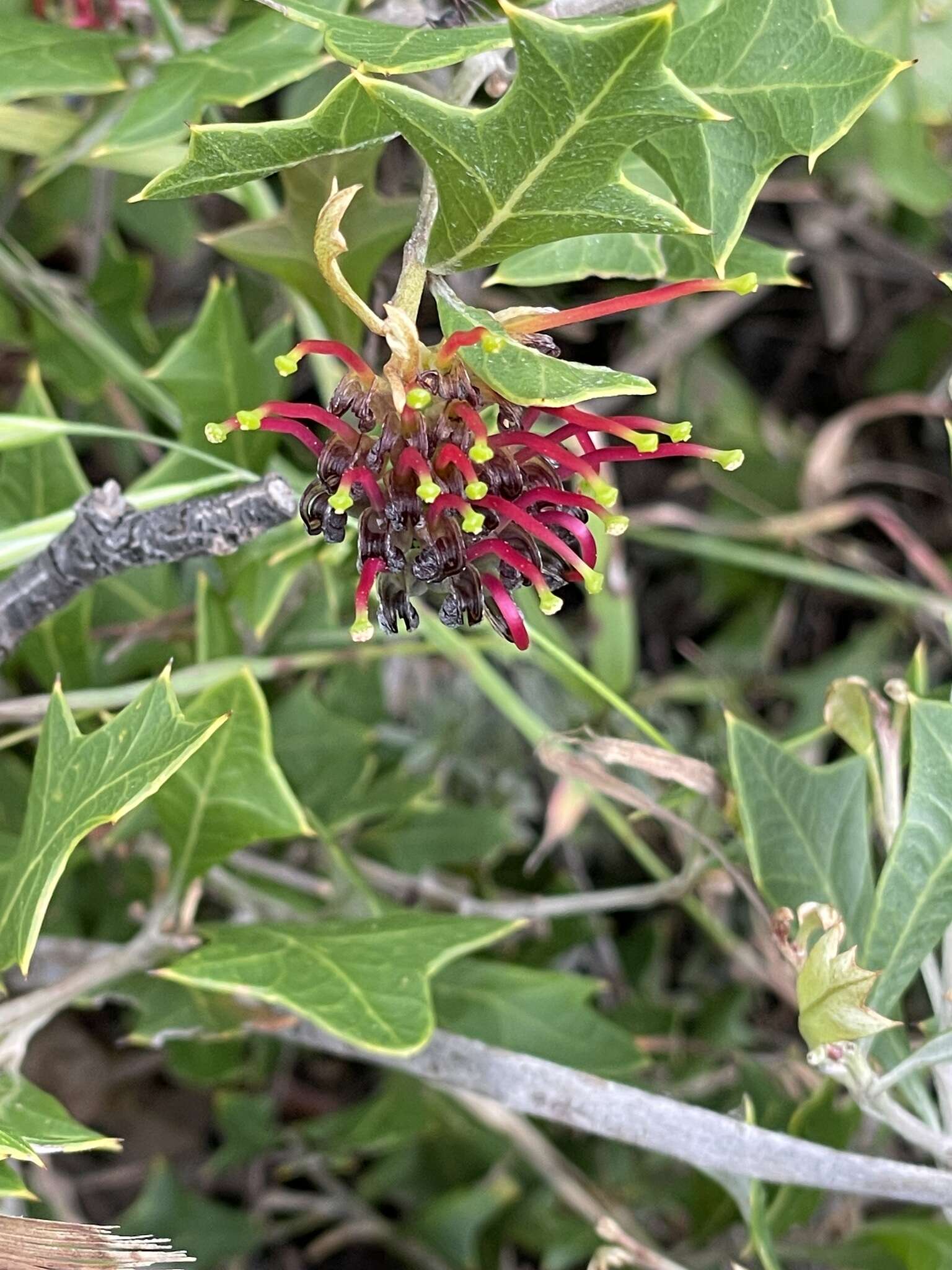 Image of Grevillea ilicifolia subsp. ilicifolia