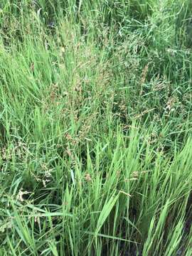 Image of southern cutgrass