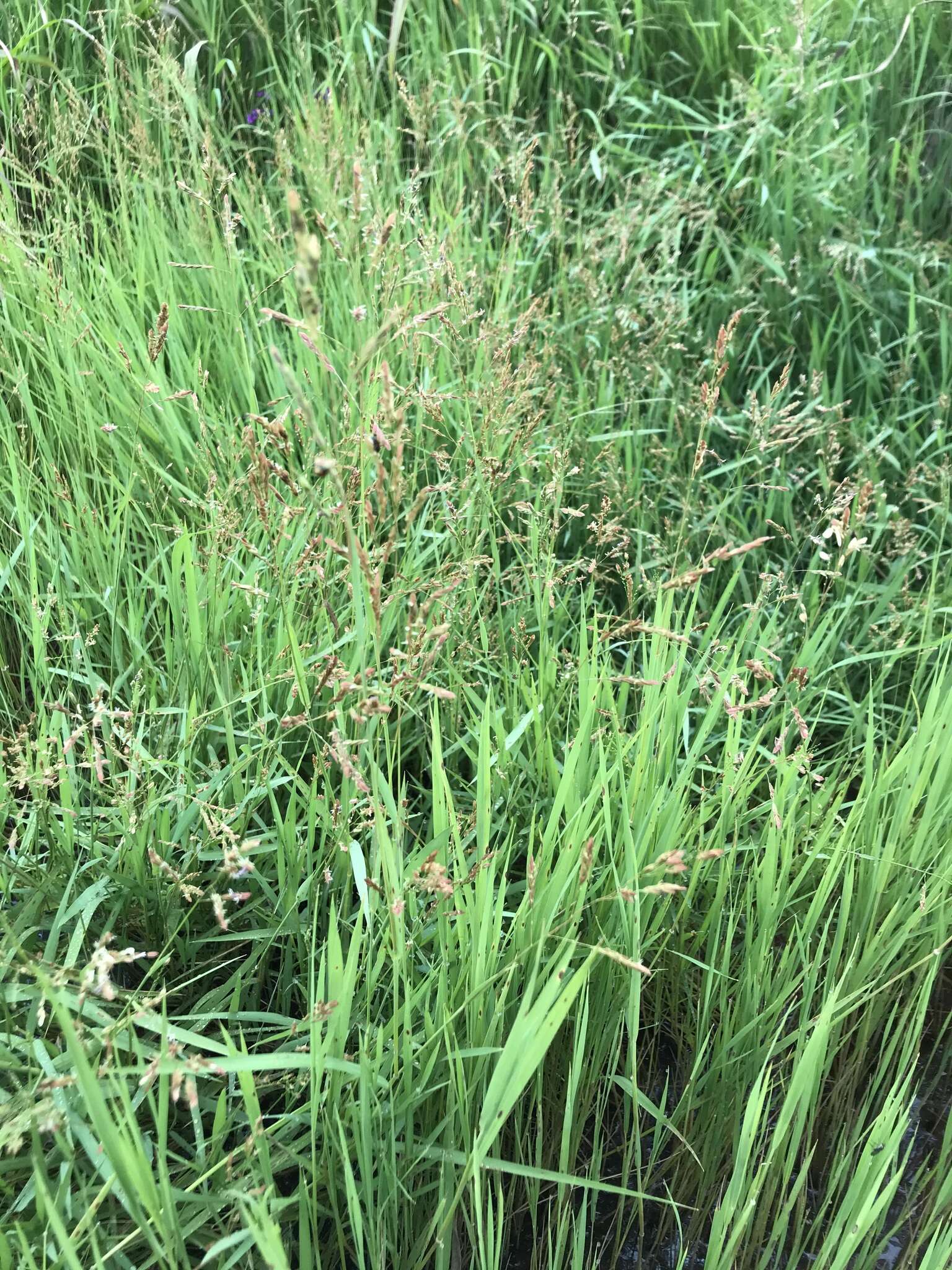 Image of southern cutgrass