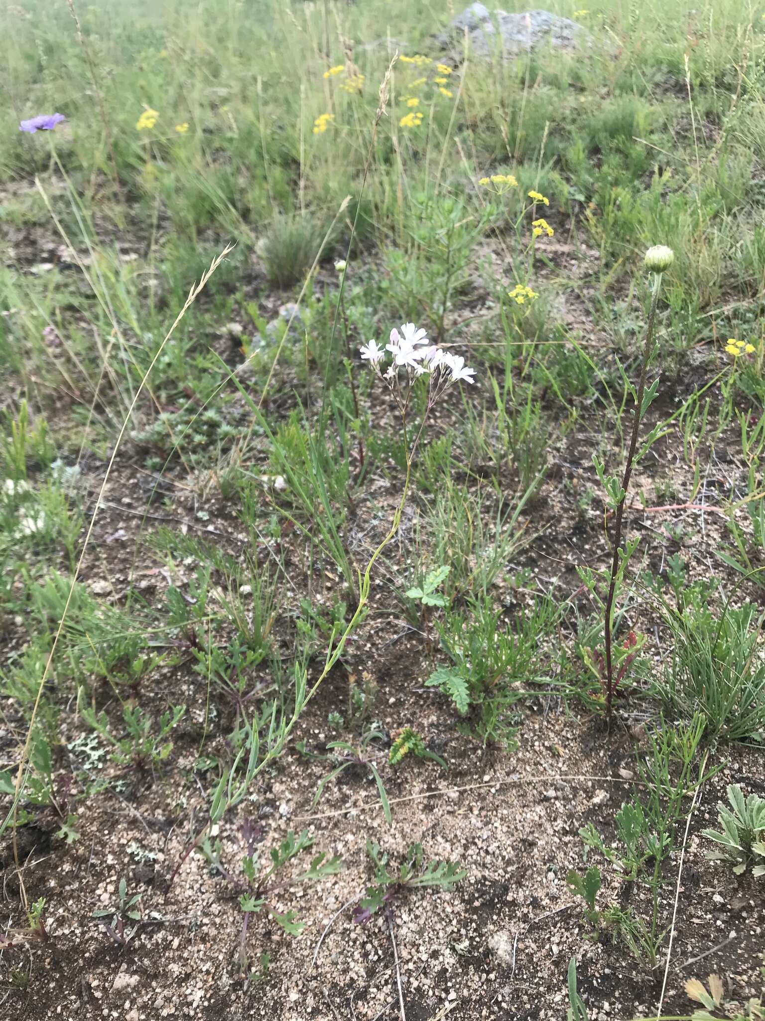 Image de Gypsophila davurica Turcz. ex Fenzl