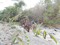 Sivun Indigofera suffruticosa Mill. kuva