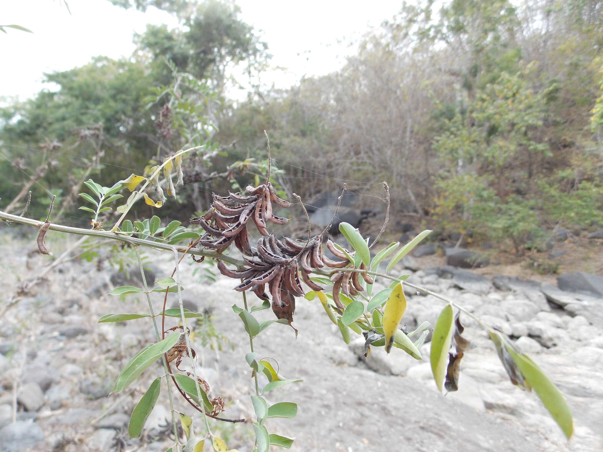 Sivun Indigofera suffruticosa Mill. kuva