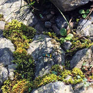 Image of Cicindela (Sophiodela) chinensis De Geer 1774