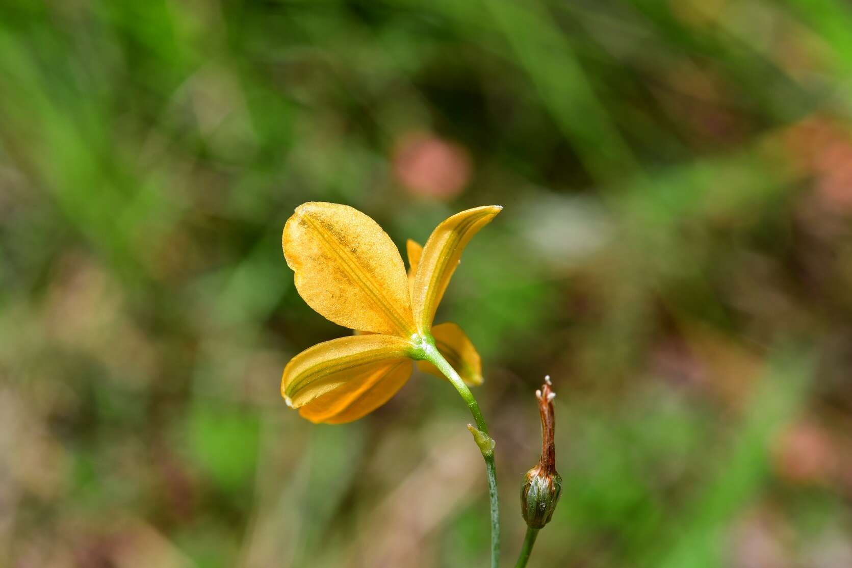 Image of Echeandia skinneri (Baker) Cruden