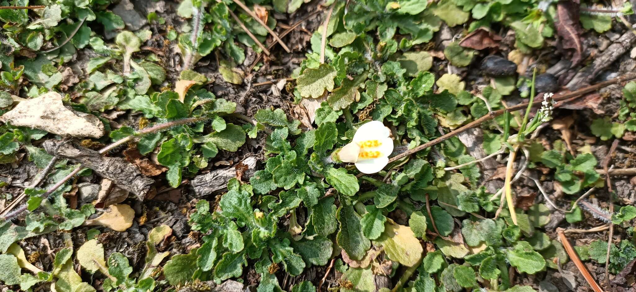 Image of Mazus alpinus Masam.