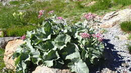 Image de Adenostyles leucophylla (Willd.) Rchb.