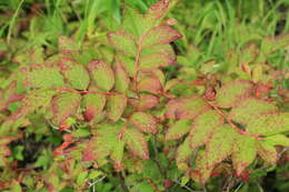 Image of Vaccinium smallii A. Gray