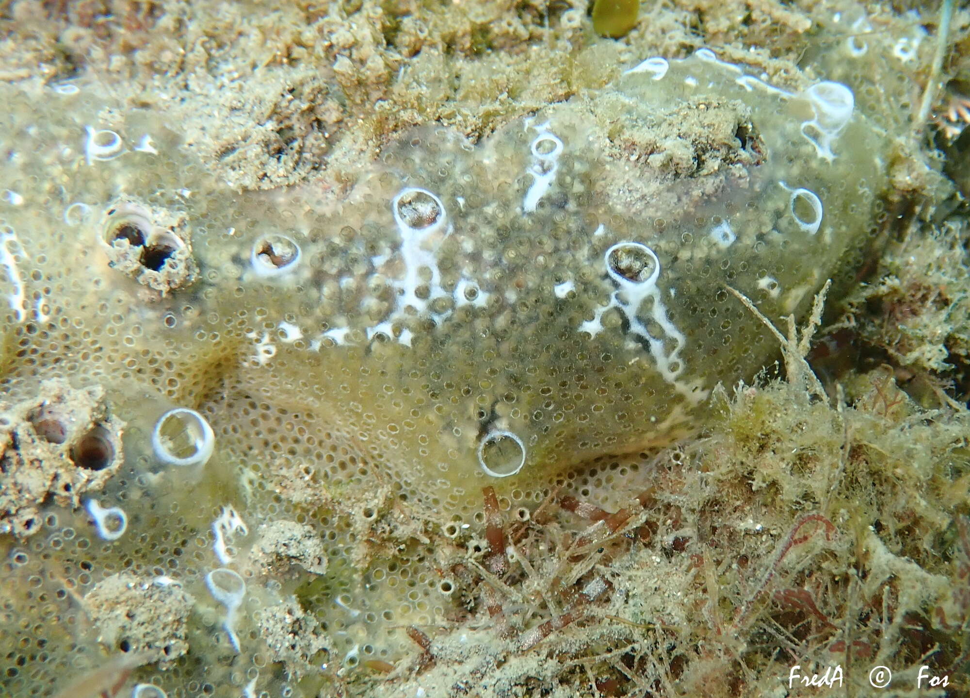 Image of Diplosoma spongiforme (Giard 1872)