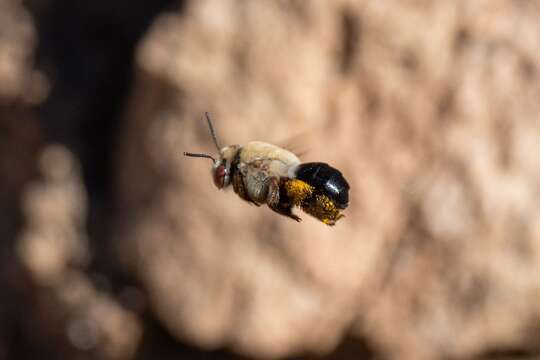 Image of Centridine Bees