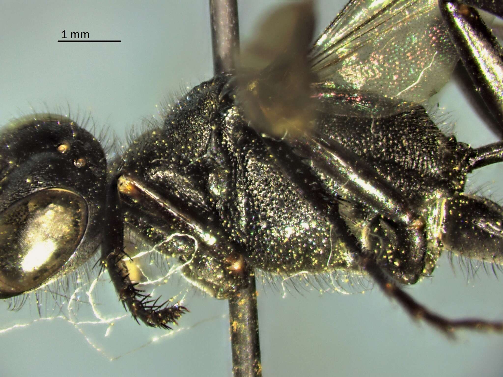 Image de Ammophila evansi Menke 1964